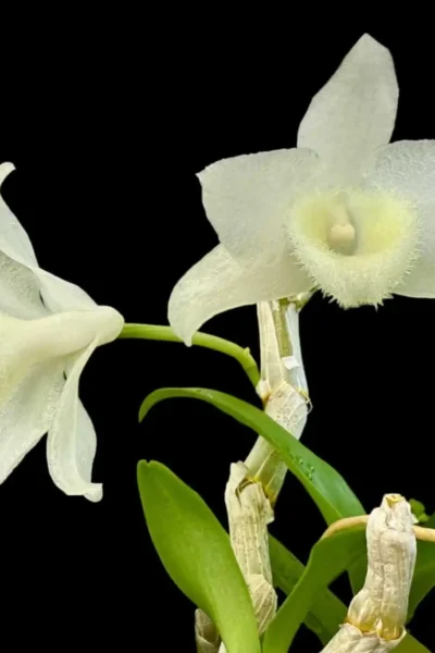 Dendrobium parishii alba