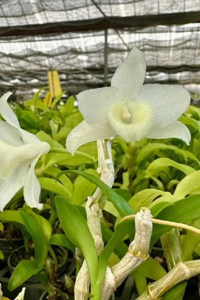 Dendrobium parishii alba