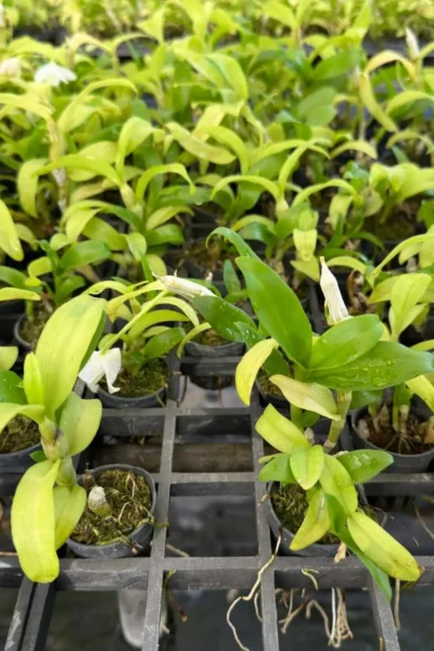 Dendrobium parishii alba