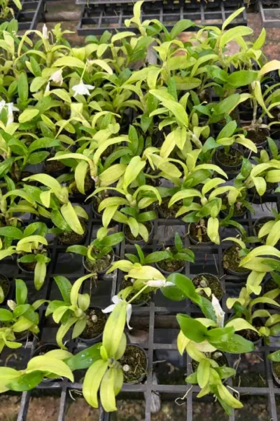 Dendrobium parishii alba