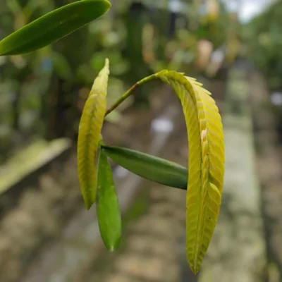 Bulbophyllum occultum