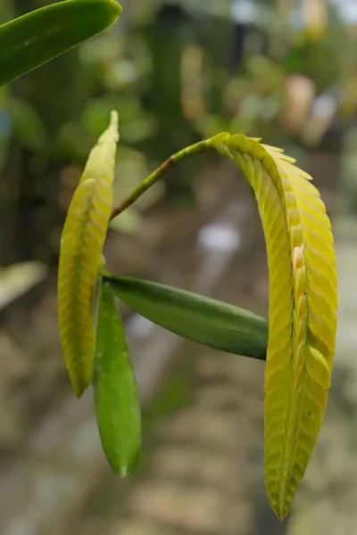 bulbophyllum occultum