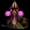 Paph rungsuriyanum