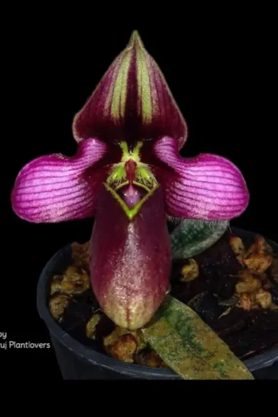 Paph rungsuriyanum