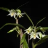 Dendrobium sutepense orchid plant for sale