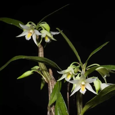 Dendrobium sutepense