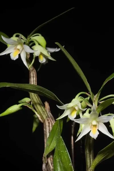 Dendrobium sutepense