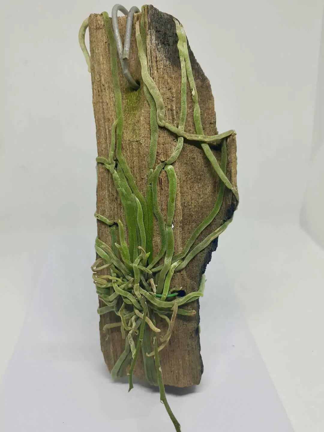 Chiloschista ramifera – Buy Online | Sib Orchid Chiloschista ramifera - Image 4