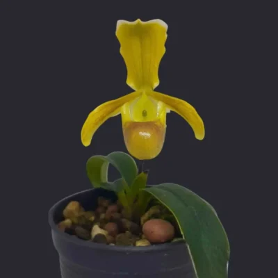 Paphiopedilum helenae (Email Order Only)
