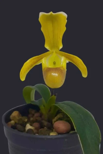 Paphiopedilum helenae