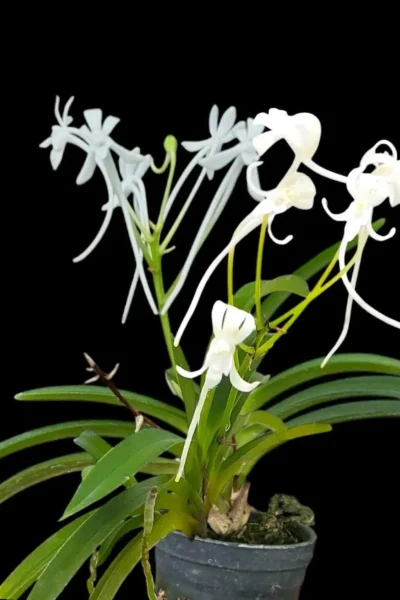 vanda falcata