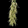 Dendrobium strongylanthum – Buy Online | Sib Orchid Dendrobium strongylanthum orchid plant for sale