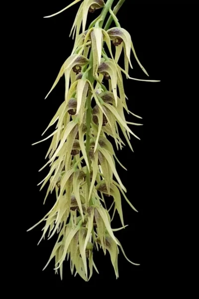 Dendrobium strongylanthum