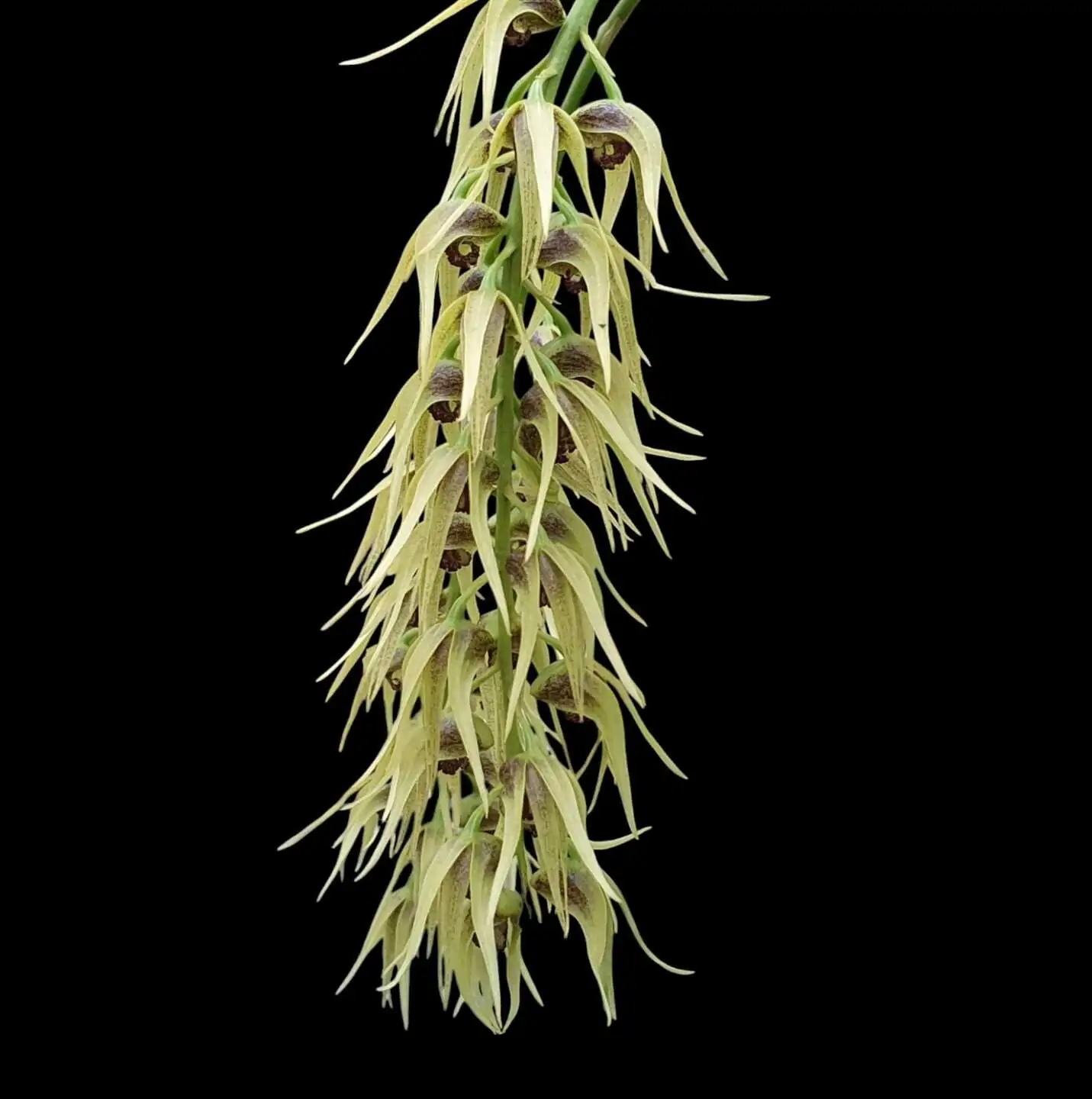 Dendrobium strongylanthum – Buy Online | Sib Orchid Dendrobium strongylanthum