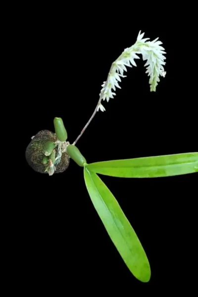 Bulbophyllum hirtum
