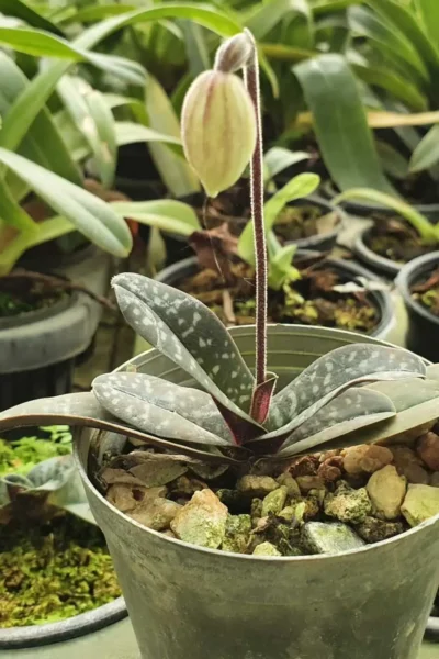 Paphiopedilum thaianum