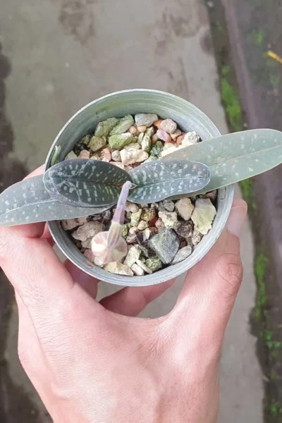 Paphiopedilum thaianum