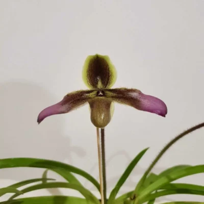 Paphiopedilum hirsutissimum (Email Order Only)