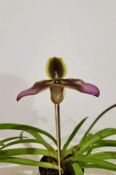 Paphiopedilum hirsutissimum (Email Order Only)