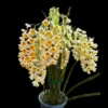 Dendrobium thyrsiflorum – Blooming Size orchid plant for sale