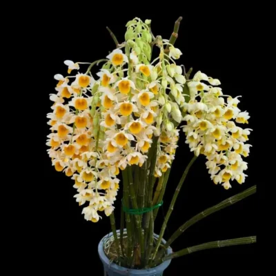 Dendrobium thyrsiflorum – Blooming Size
