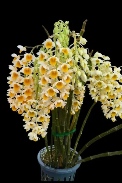 Dendrobium thyrsiflorum – Blooming Size