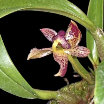 Bulbophyllum ecornutum