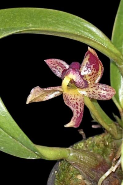 Bulbophyllum ecornutum