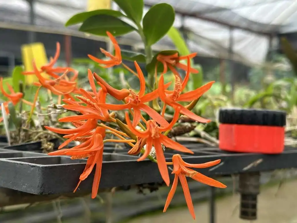 Dendrobium Lamyaiae Rare Miniature Orchid November 22, 2025