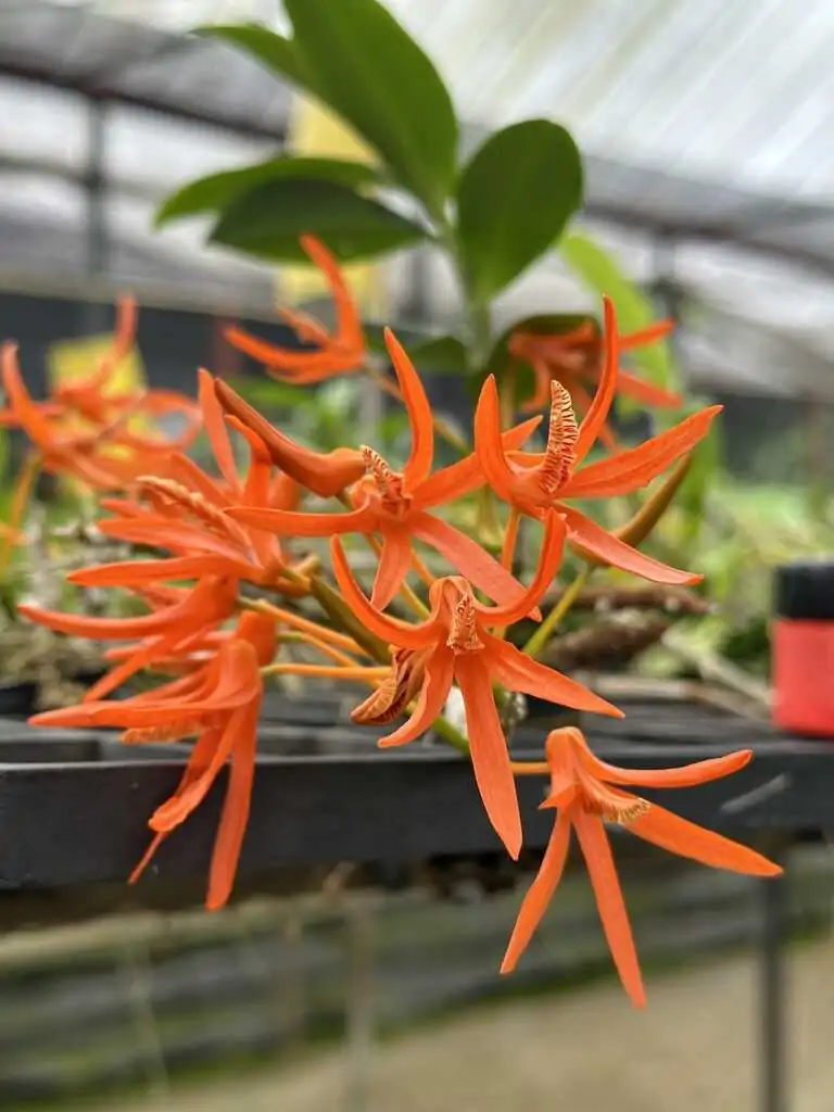 Dendrobium lamyaiae – Buy Online | Sib Orchid Dendrobium lamyaiae