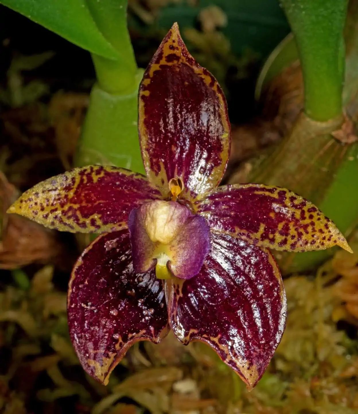 Bulbophyllum ecornutum - Image 2