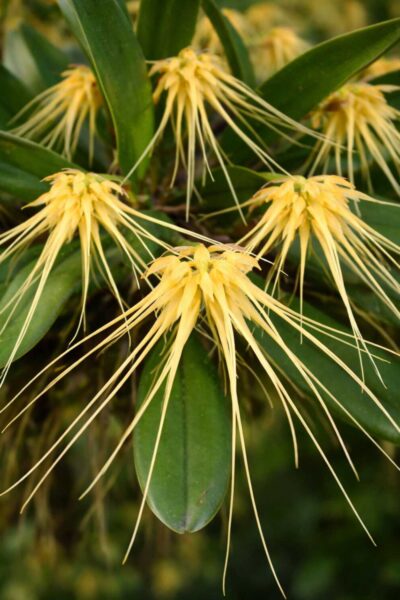 bulbophyllum-verginatum-blooming-size-orchid.jpg