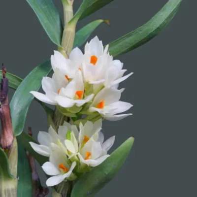 Orchids That Bloom for Weeks (or Months!)