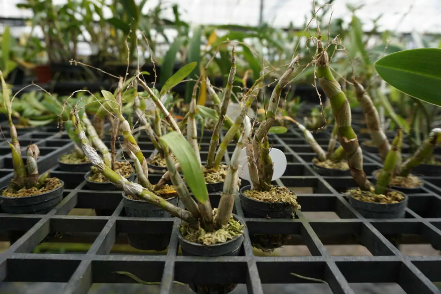 Dendrobium strongylanthum – Buy Online | Sib Orchid Dendrobium strongylanthum - Image 3