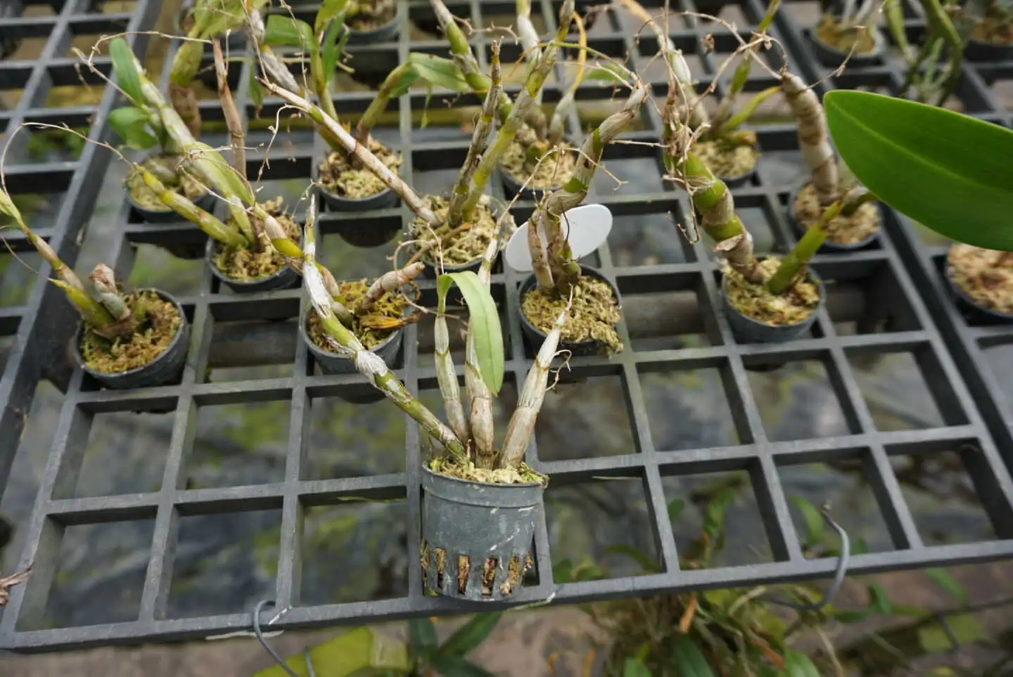 Dendrobium strongylanthum – Buy Online | Sib Orchid Dendrobium strongylanthum - Image 2