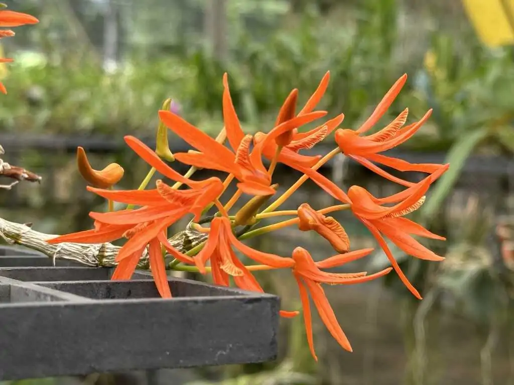 カミュ、リザーブ、ジョニクロ、サンペ、壱岐 カミュ、リザーブ、ジョニクロ、サンペ、壱岐 Johnnie Walker Black