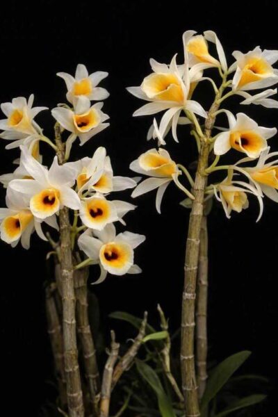 Dendrobium bensoniae