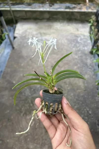 vanda falcata