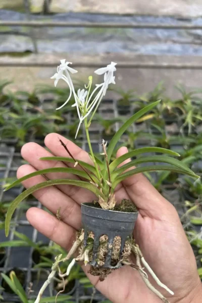 vanda falcata