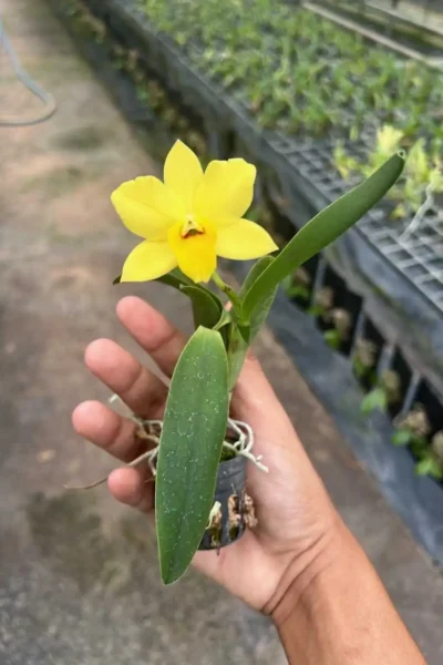 Cattleya Yellow miniature