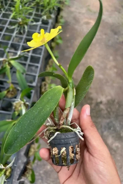 Cattleya Yellow miniature