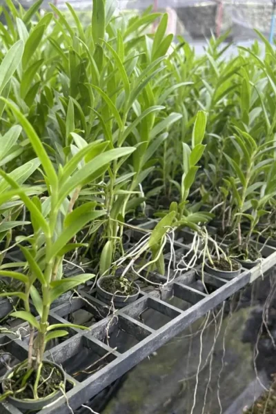 Epidendrum Hybrids "White"