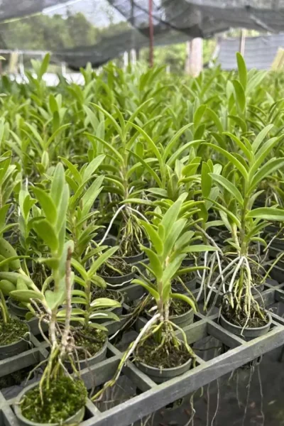 Epidendrum Hybrids "White"