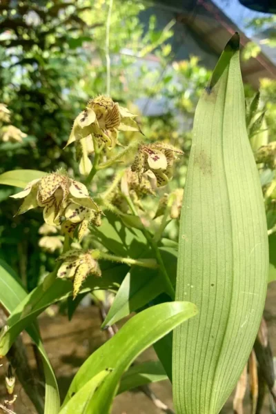 Dendrobium macrophyllum