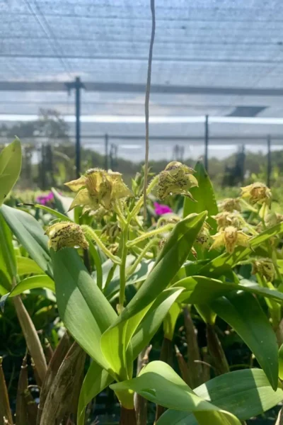 Dendrobium macrophyllum