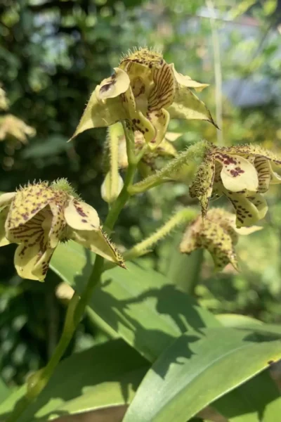 Dendrobium macrophyllum