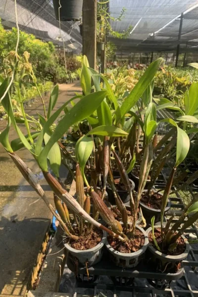 Dendrobium macrophyllum