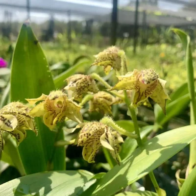 Dendrobium macrophyllum