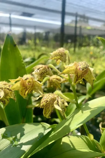 Dendrobium macrophyllum