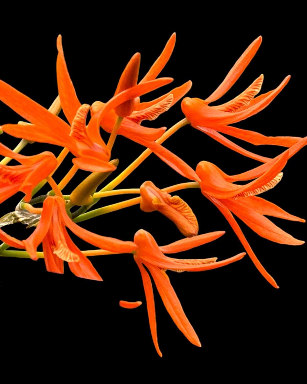 Dendrobium lamyaiae – Buy Online | Sib Orchid Dendrobium lamyaiae